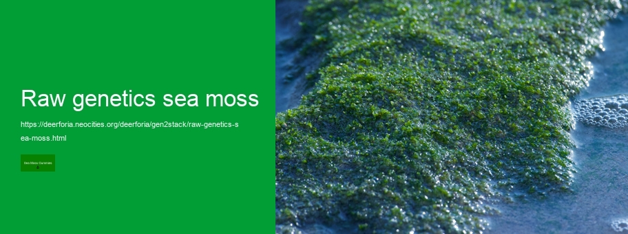 sea moss and elderberry gummies